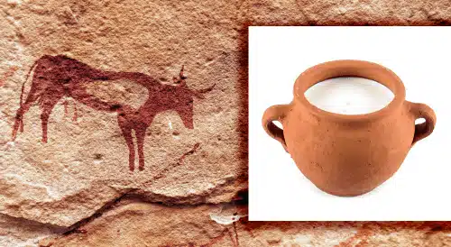 Scientists Prove Human Ancestors Drank Milk